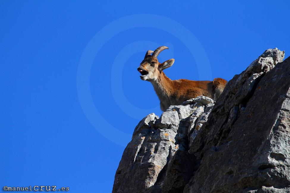 Cabra montesa (Capra pyrenaica)